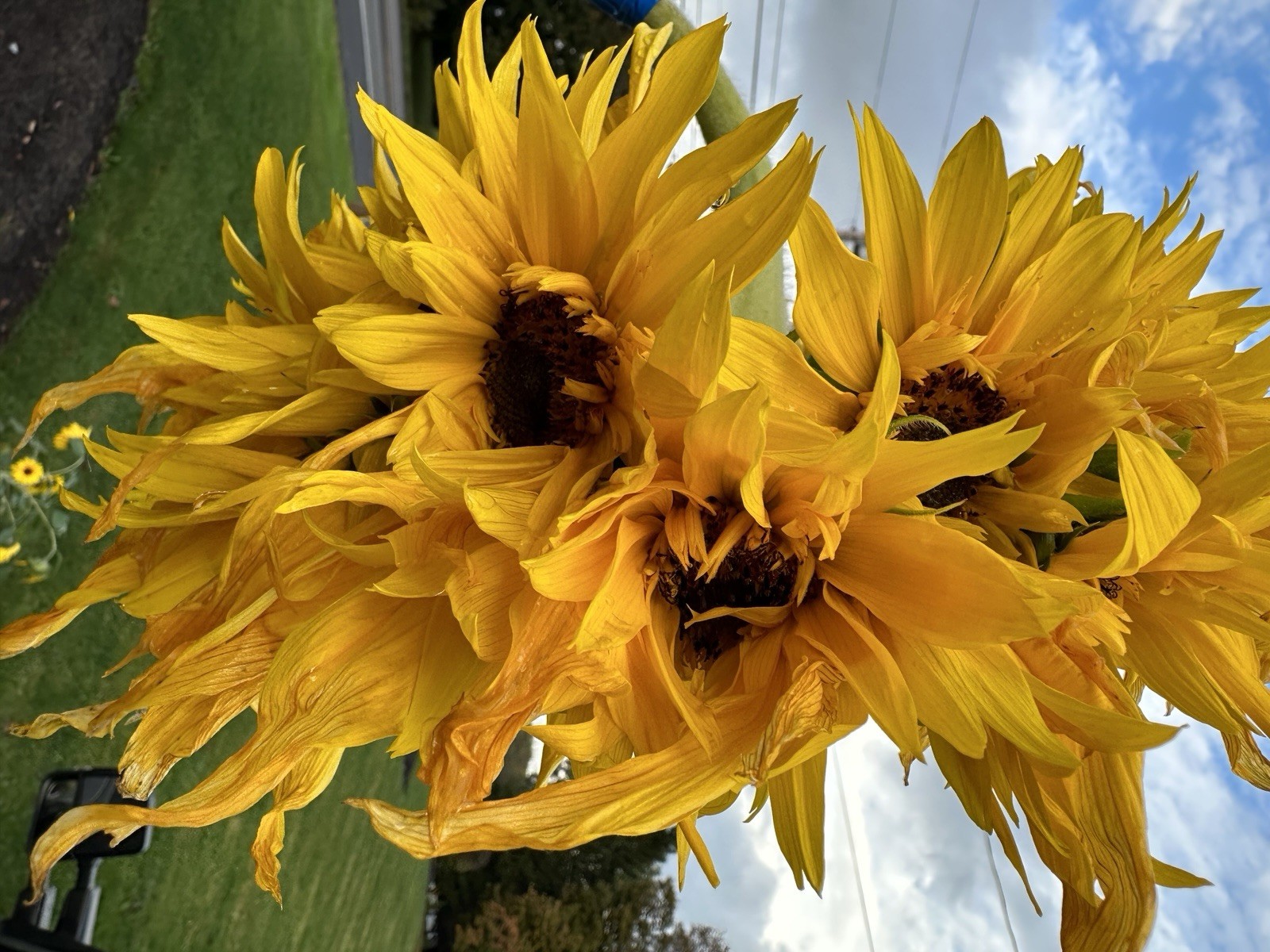 12 Crown Jewel Sunflower Seeds New Variety!