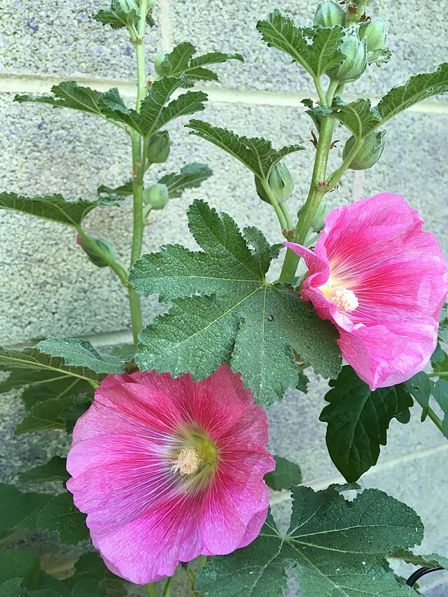 GIANT HOLLYHOCK MIXED COLORS 50 SEEDS, HARDY PERENNIAL, EZ TO GROW, USA SELLER