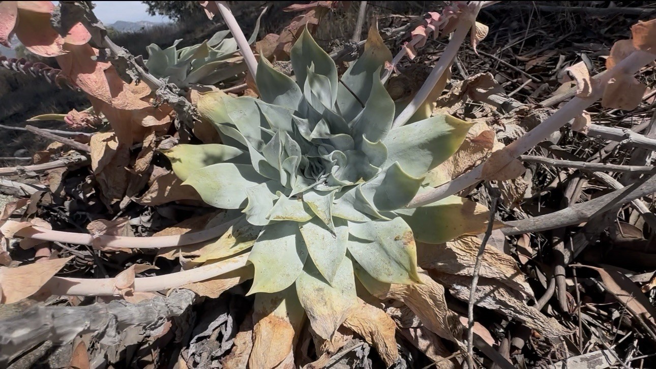 111+ Dudleya Pulverulenta Fresh Seeds Chalk Dudleya Harvested June 2026