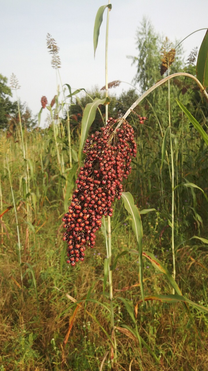WGF Sorghum Seeds for Planting – High Yield Drought Tolerant Wildlife Forage