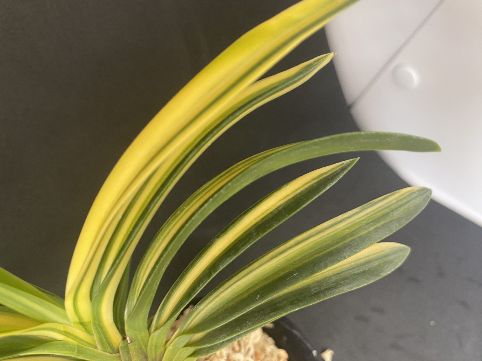 Neofinetia falcata A325DK124. TENRYO 天領