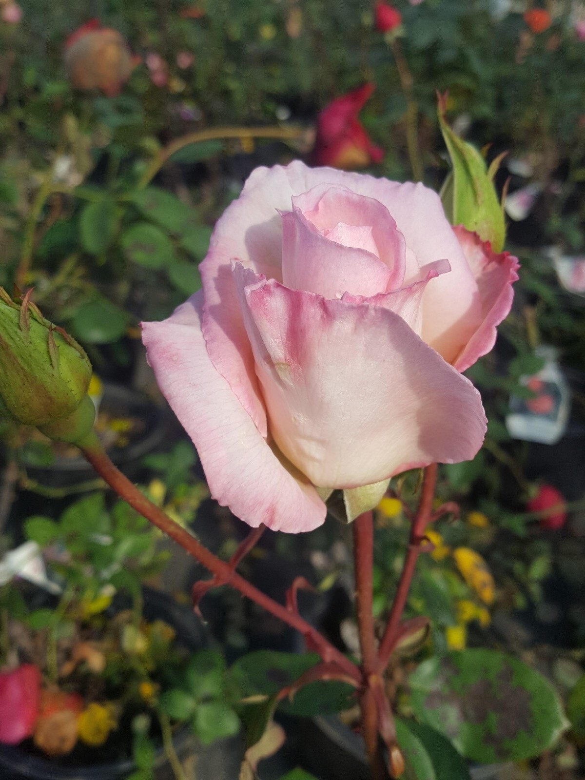 KORDES PERFECTA Everblooming Hybrid Tea Rose 1 Gal Live Bush Plants Plant Roses