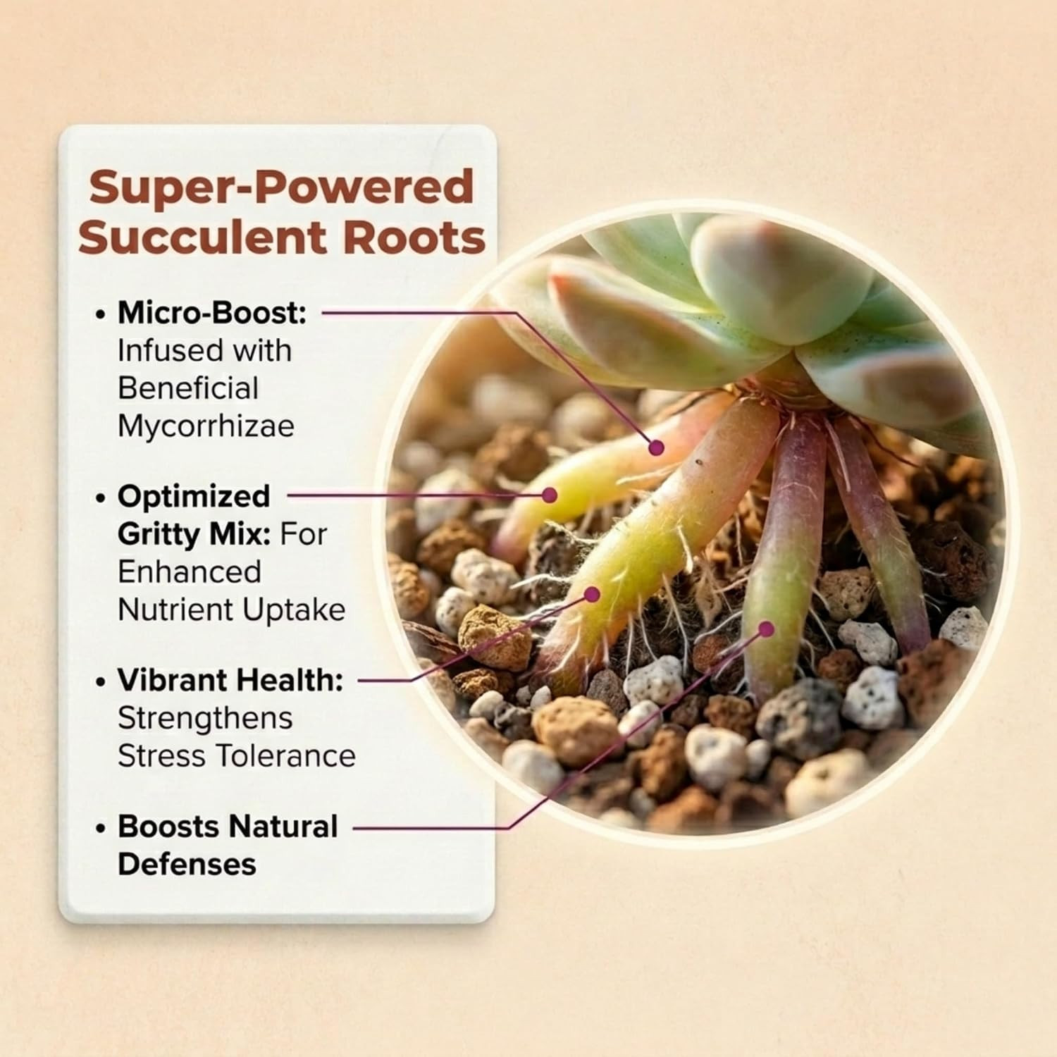 Molly’s Succulent Mix – Premium Gritty Soilless Potting Mix for Succulents, Cact