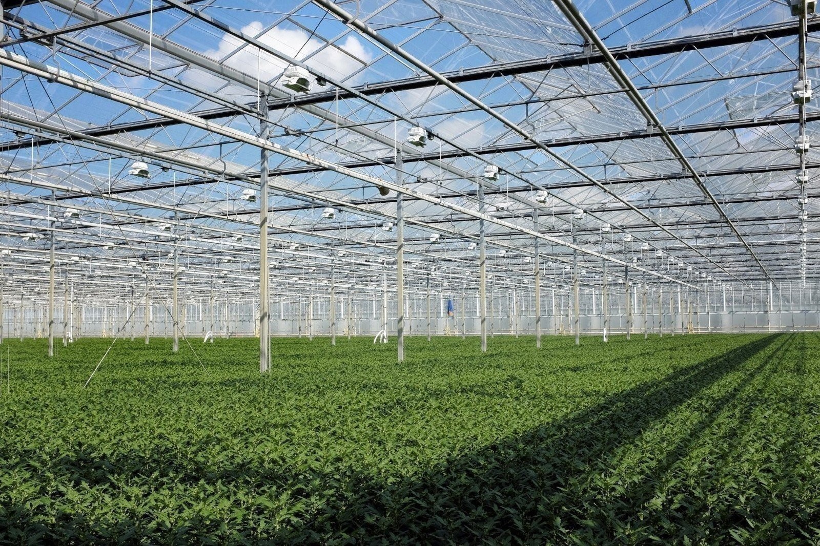 Boxwood Wintergem | 15 Live 2 Inch Plants | Buxus sinica | Evergreen Hedge Plant