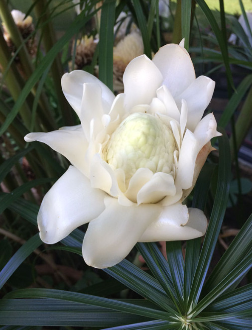 2 White Torch Ginger Plants with Rhizomes Etlingera Elatio Ginger Lily Well Root