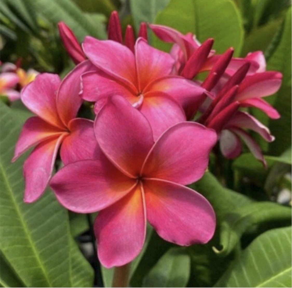ROOTED PLUMERIA HAWAII PLANT CUTTING ~ PLASTIC PINK ~ 18″ WITH 1 TIP