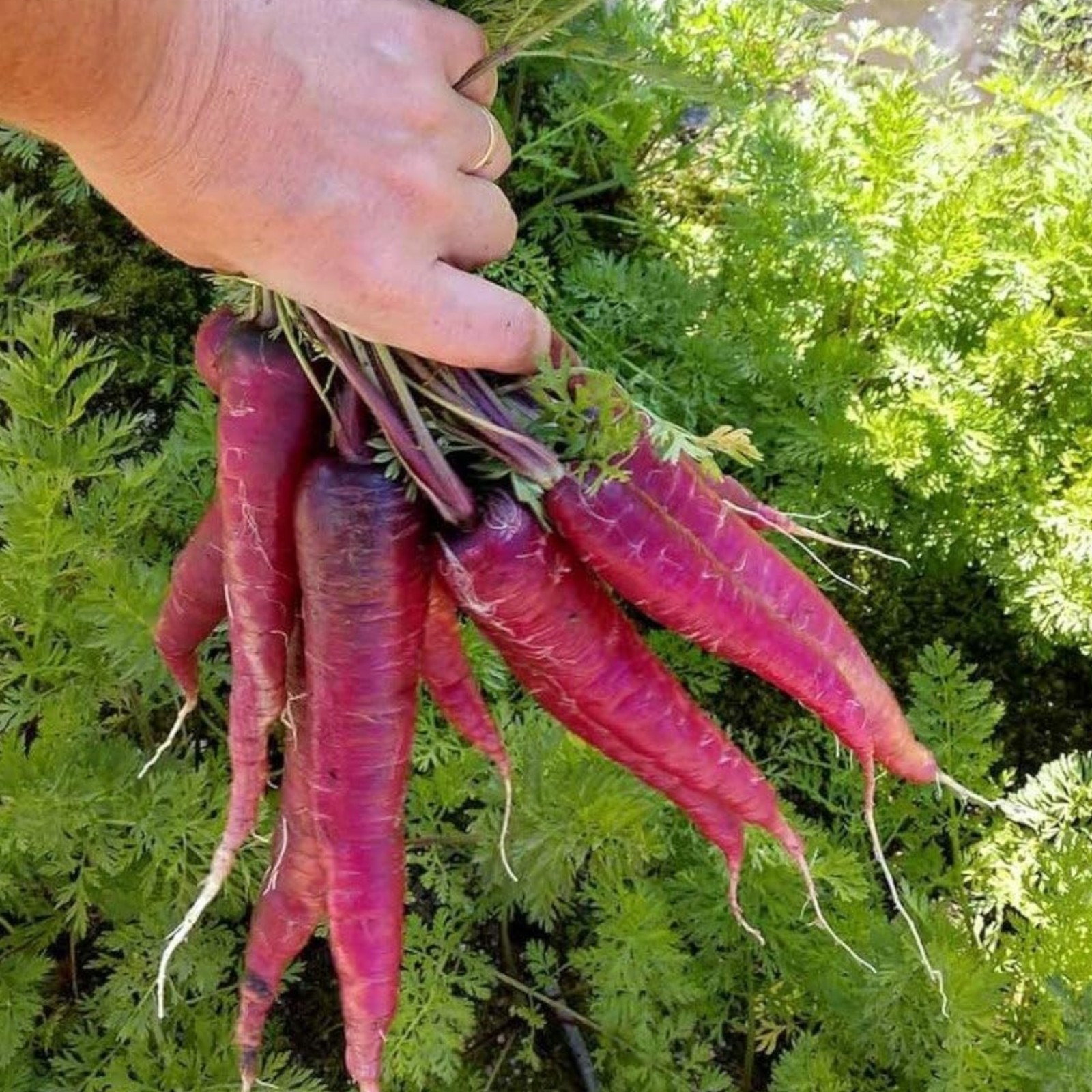 1000 Purple Carrot Seeds – Orange Core Heirloom Root Veg for Garden or Market