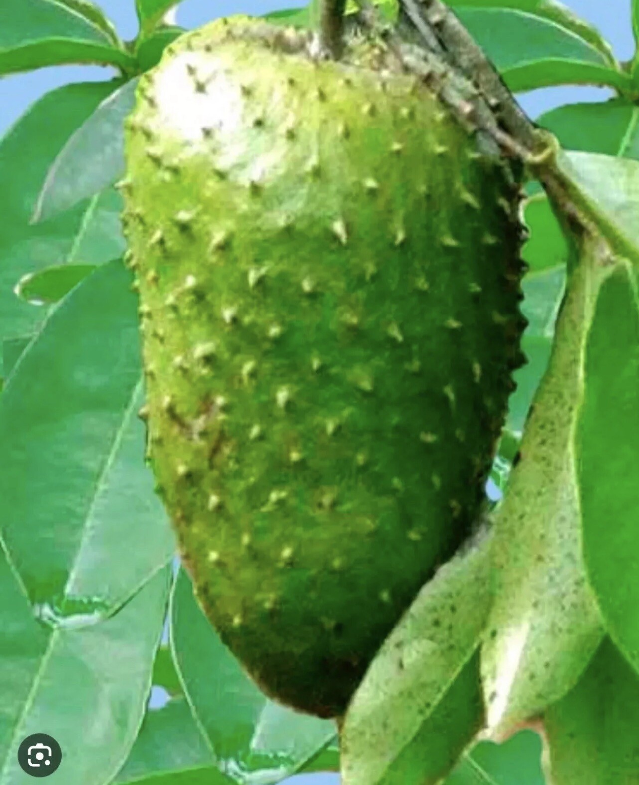 Annona Muricata Graviola Soursop Guanabana Potted StarterPLANTTropical “7-9”