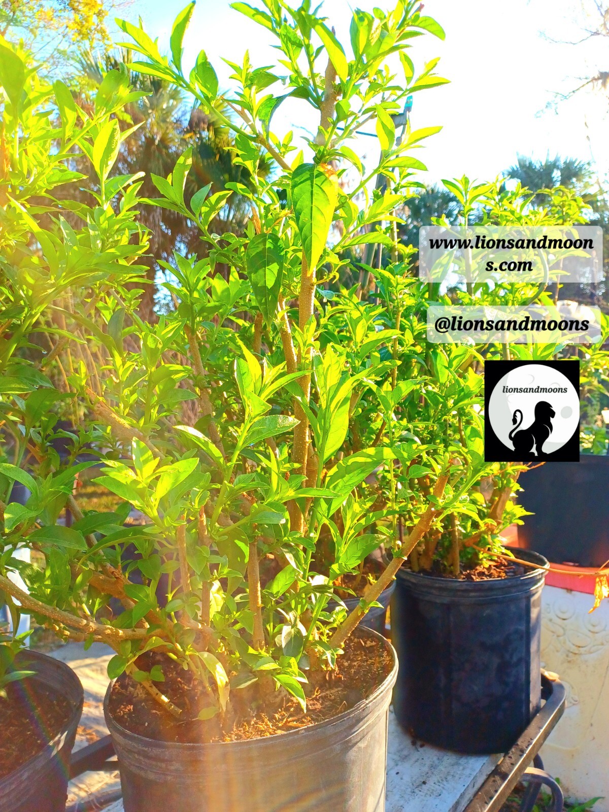 Night Blooming Jasmine Live Plant 1 Gallon ! Small Tree 3-4ft Bonsai Style Bush