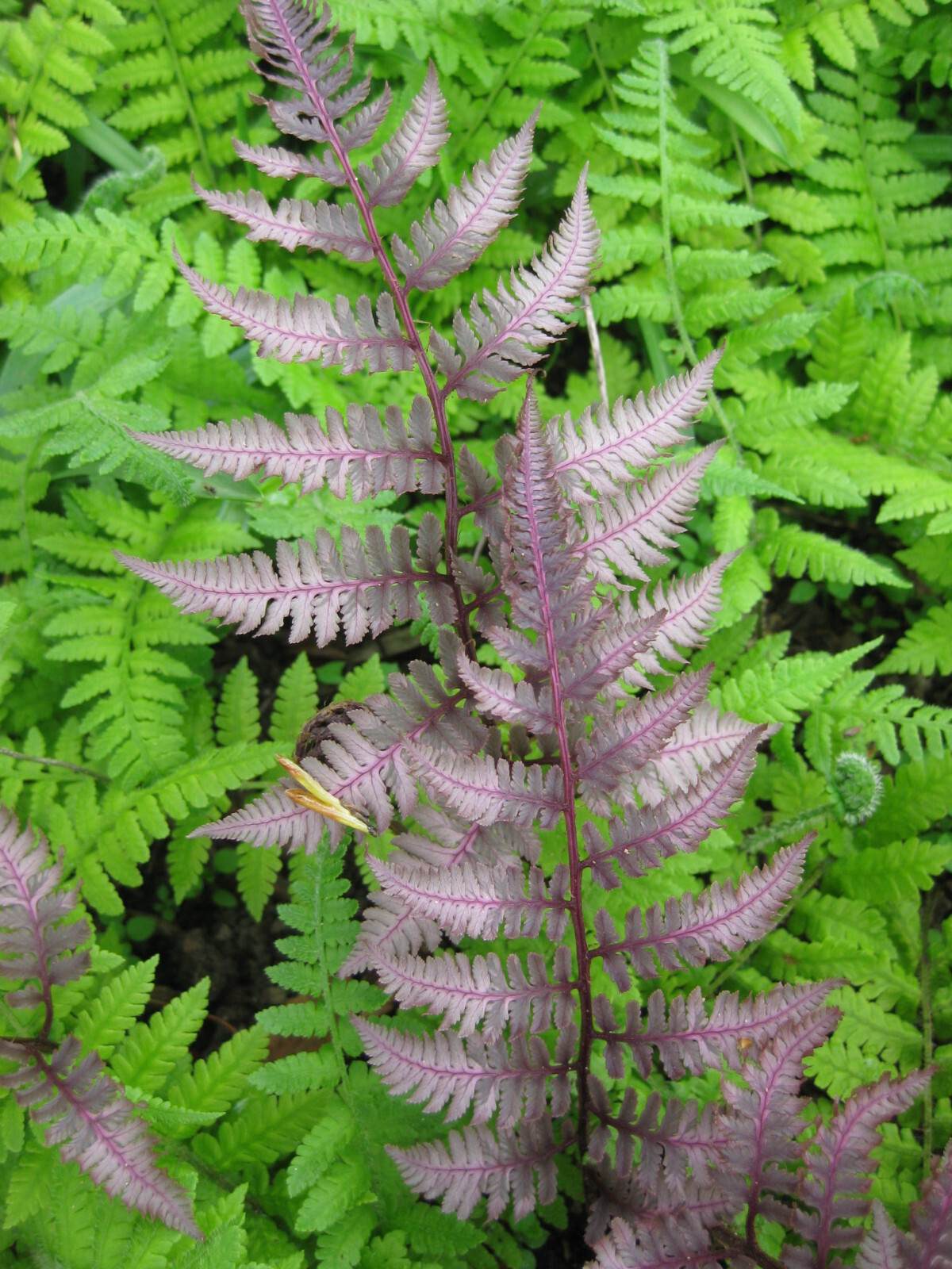 Japanese Painted Fern Athyrium 15 Plants in 3-1/2 Inch Pots