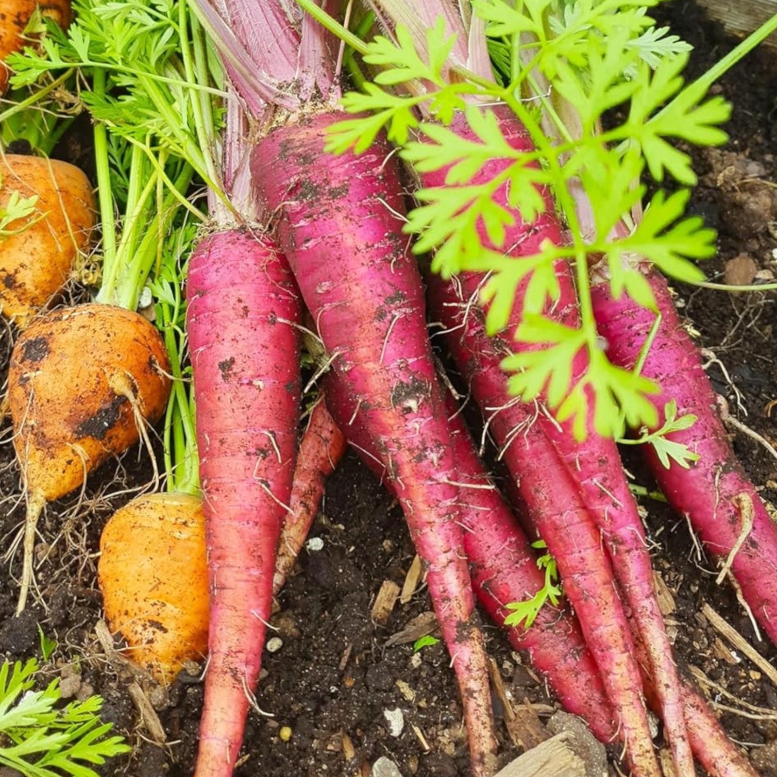 1000 Purple Carrot Seeds – Orange Core Heirloom Root Veg for Garden or Market
