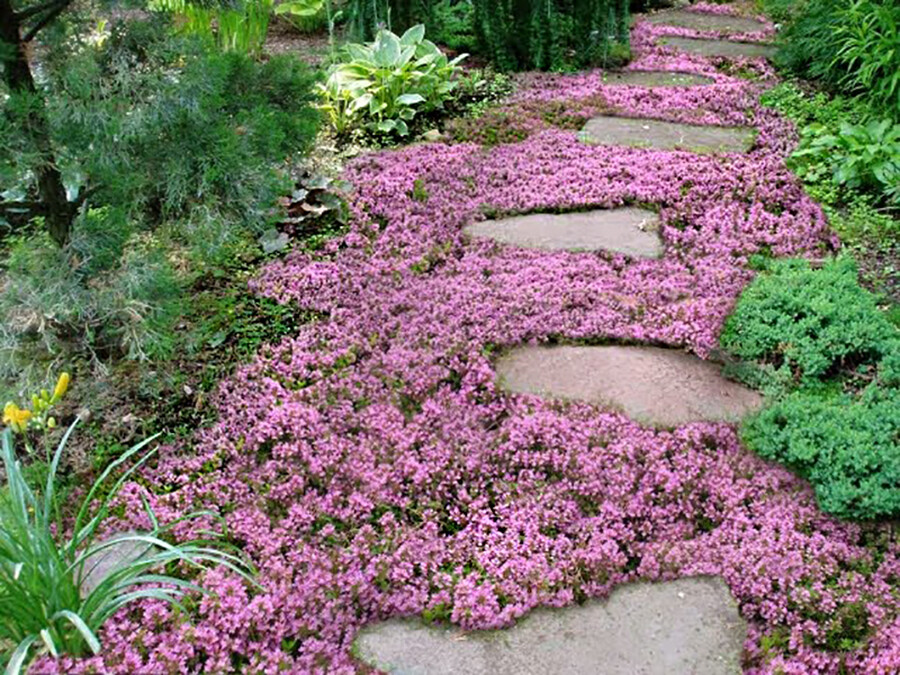 Creeping THYME Seeds BULK Thymus Serpyllum Groundcover Heirloom Native Herb LOT