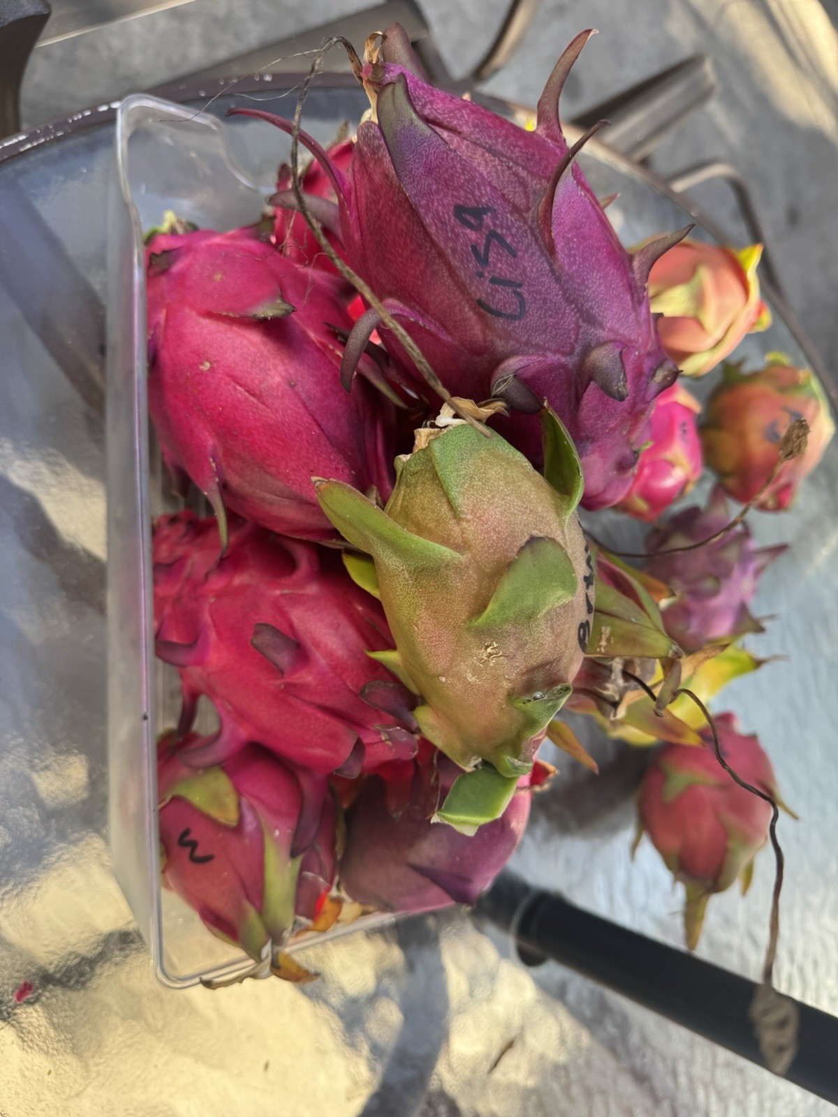 Sweet, White Dragon Fruit Cutting self pollination 8 to 12 inches ￼