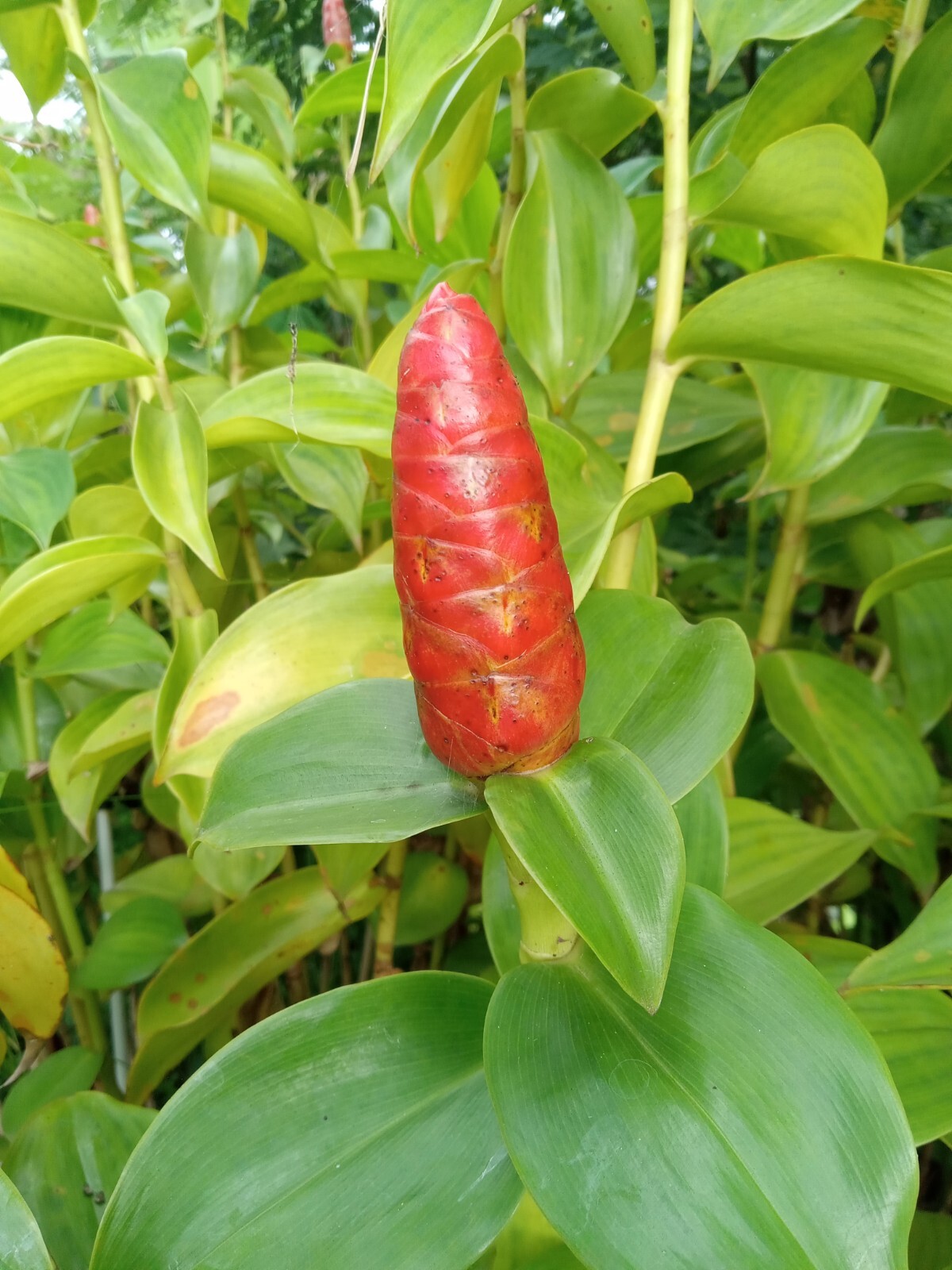 2x Red Button Ginger, Costus Woodsonii. Tropical easy to grow shade loving plant