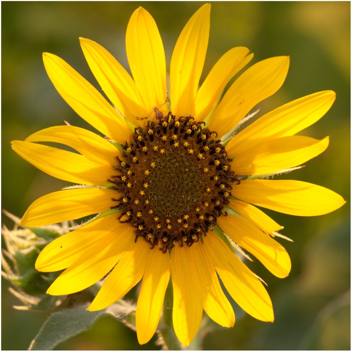 Seed Needs Sunflower Seeds for Planting an Outdoor 6 Pack (AS03), Mixed