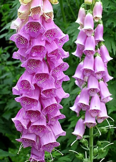 Purple Foxglove Seed, Violet Foxgloves, Heirloom Flower Seed, Tall Spikes 100ct