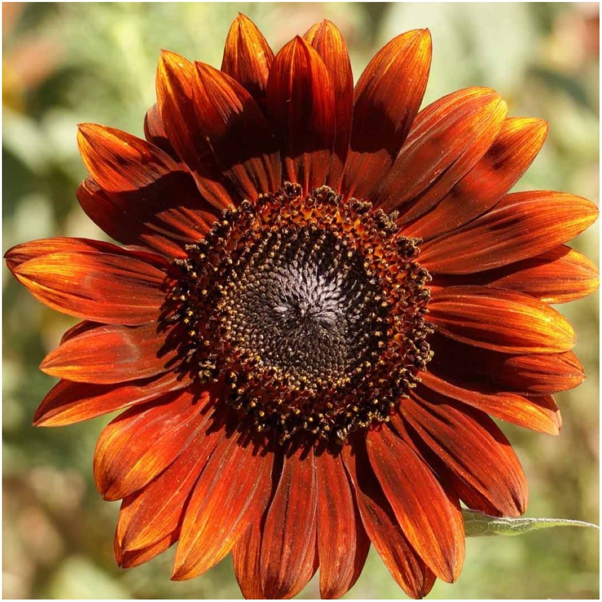 Seed Needs Sunflower Seeds for Planting an Outdoor 6 Pack (AS03), Mixed