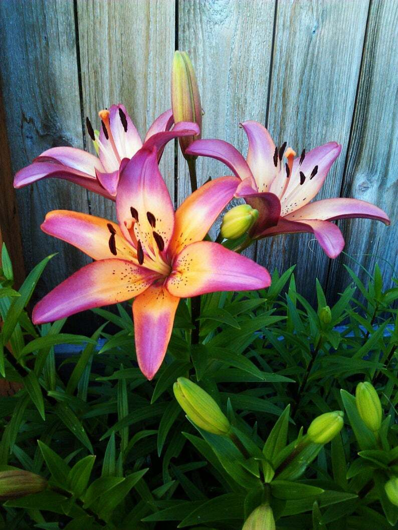 ROYAL SUNSET LILY FLOWER BULBS HARDY PERENNIAL PLANTS GROW 42″ TALL SUMMER BLOOM