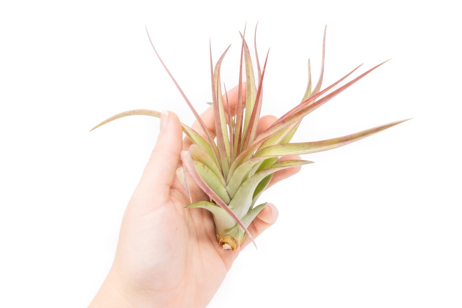 Large Sparkler Air Plants 5–7″ – Live Tillandsia with 30-Day Guarantee
