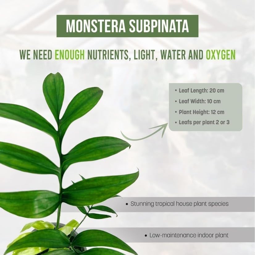 Monstera Subpinata by LEAL PLANTS ECUADOR-Live Indoor House Plants for Beginner