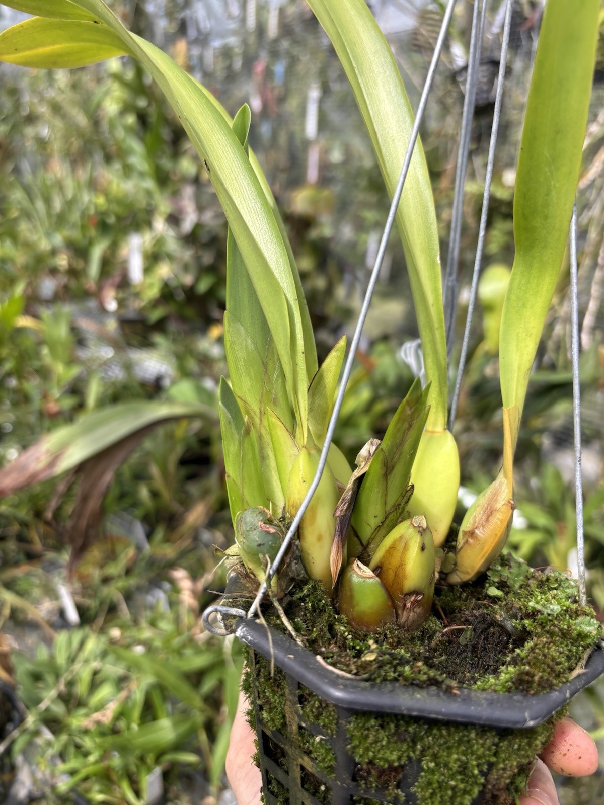 Rhynchostele majalis Bloom Size Rare Orchid Species Mexico