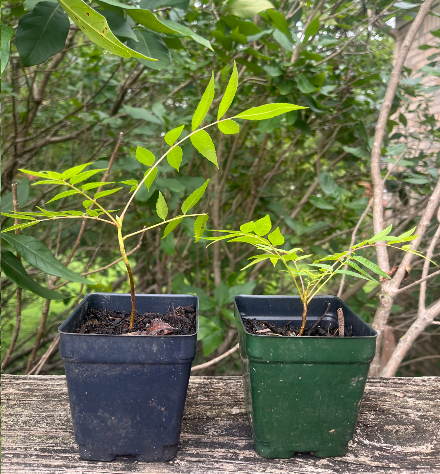 Chinese Toon Tree Starter Plant trunk Diameter 4 to 5 cm Toona Sinensis, Edible