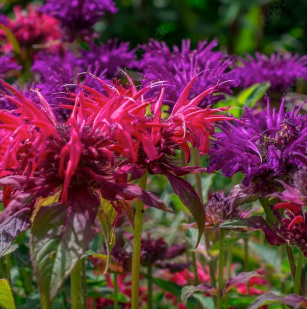4 live mixed color monarda bee balm PLANT Bergamot Perennials Free Shipping
