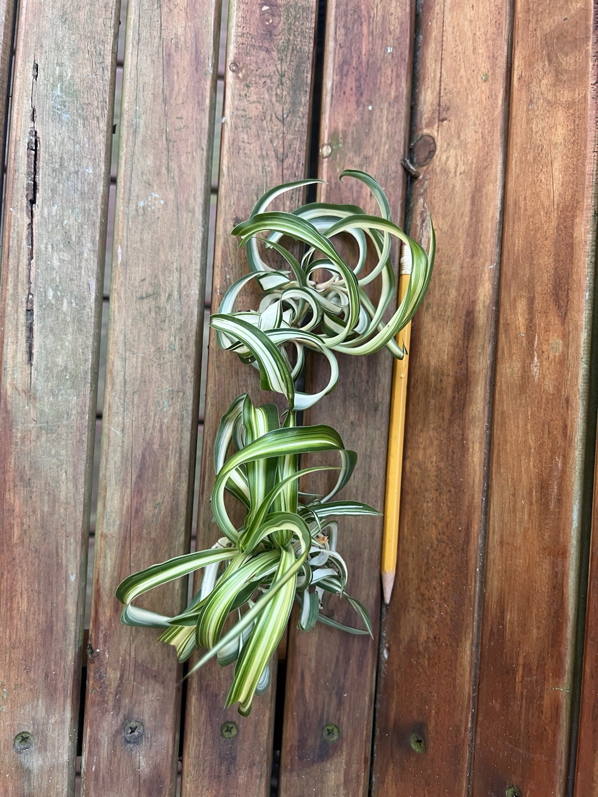 Variegated Bonnie Curly Spider Chlorophytum Comosum 2 Live Plant Babies Cuttings