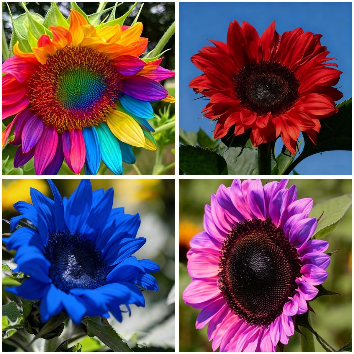 500+Mixed Sunflower Flower Seeds for Planting Outdoor Non-GMO Heirloom