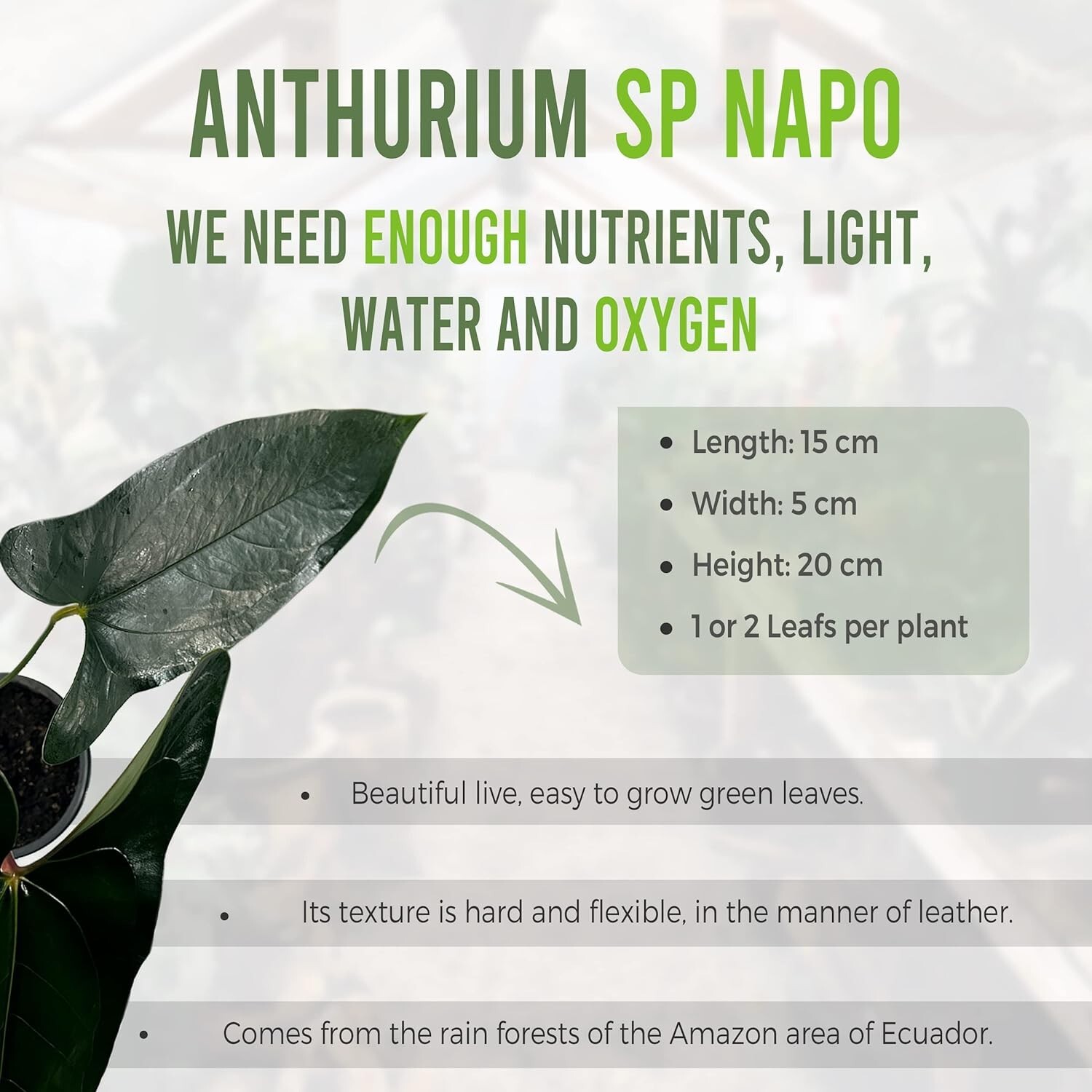 Anthurium SP Napo by LEAL PLANTS ECUADOR Green Live indoor Plants|House Plants