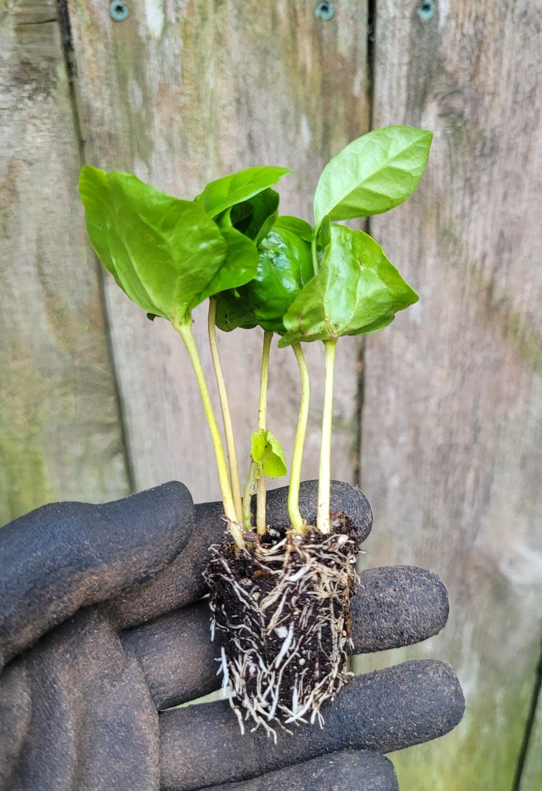 1 Arabian Coffee Coffea Arabica Rooted Starter Live Plant
