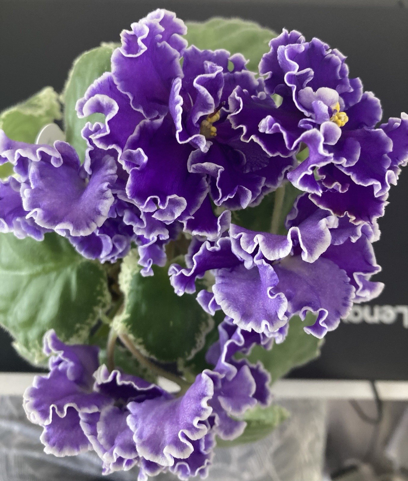 African Violet – KO-PASMURNIY DEKABR (A gloomy December ) Leaf Pot