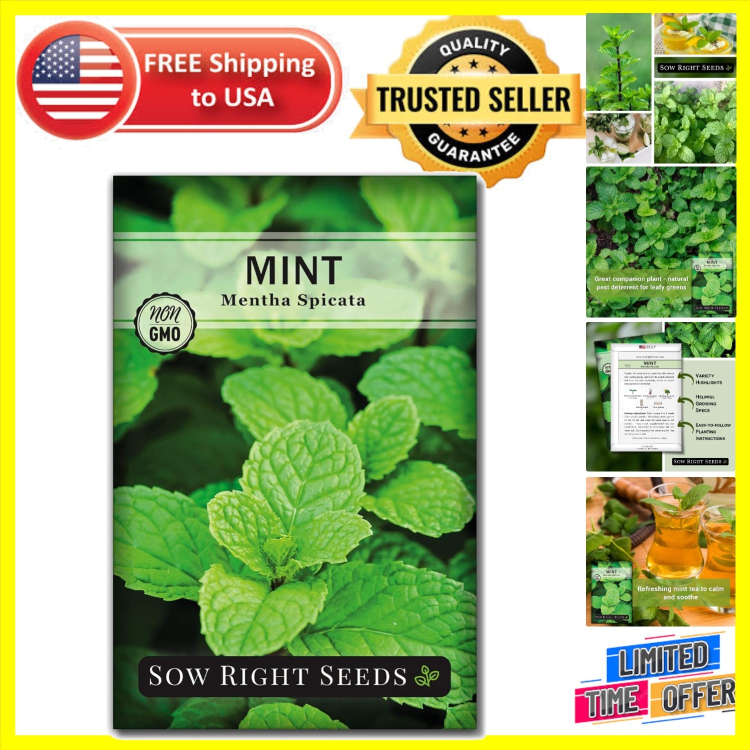Sustainable Mint Seeds – Non-GMO Heirloom Variety for Flavorful Cooking & Tea