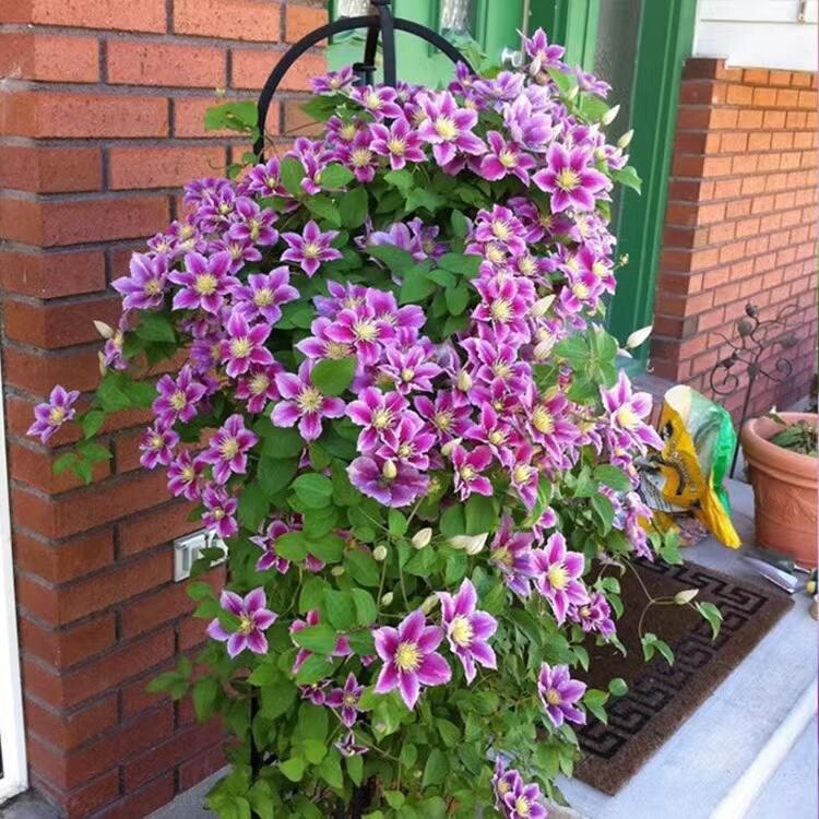 20 SEEDS for Purple/pink CLEMATIS rare flower exotic vine bush plant USA Seller