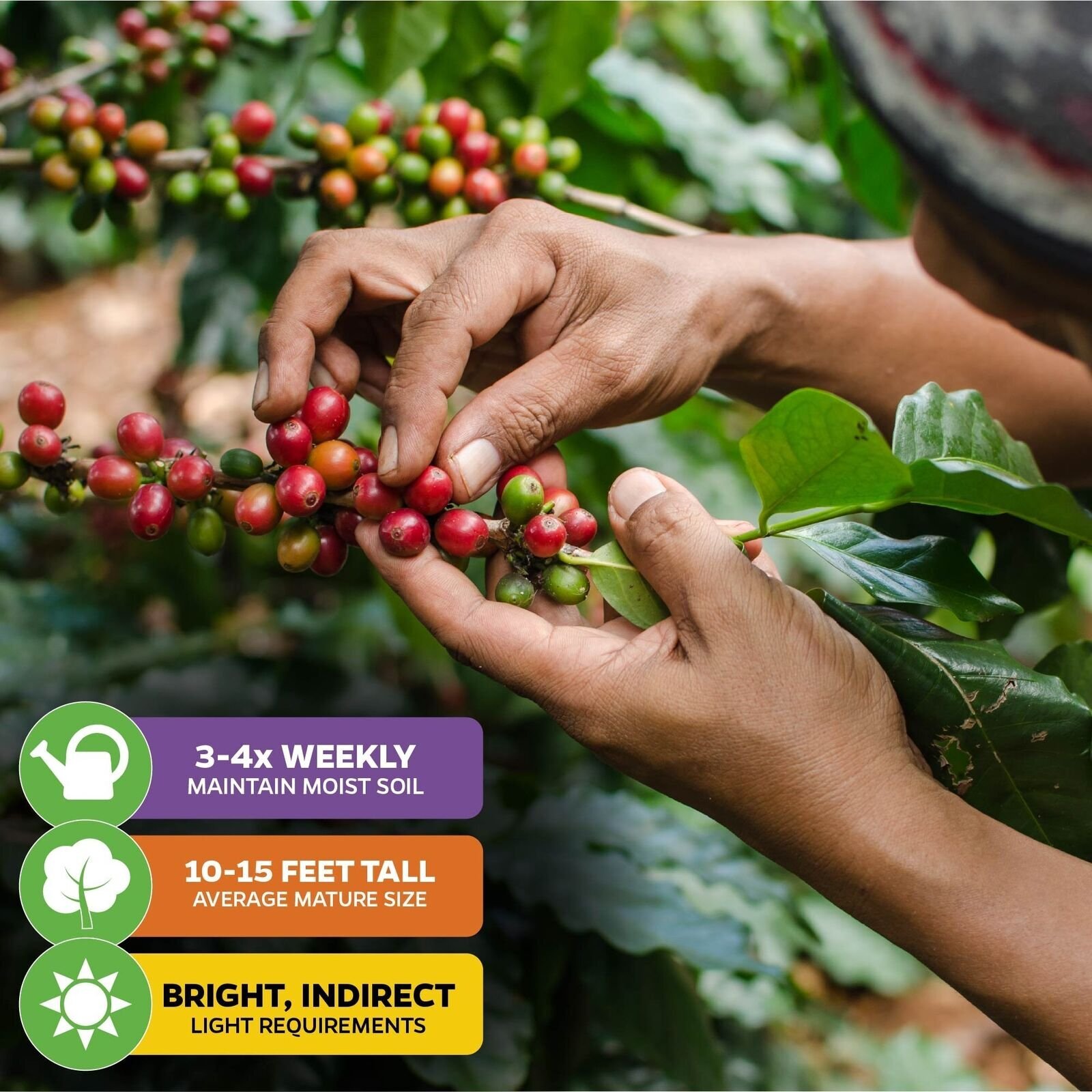 Coffee Plant – Coffea arabica – Live Plant