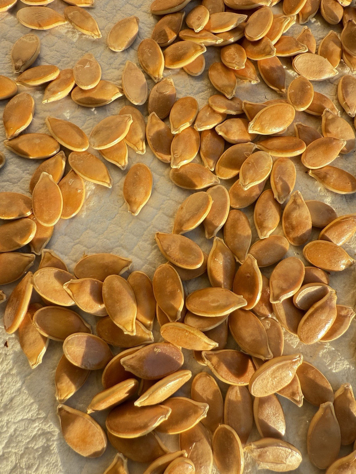 Dill’s Atlantic Giant Pumpkin Seeds 2 seeds for $25.00 )Howard Dill Winner.