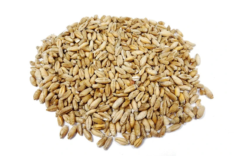 1 lb. Triticale Seed Food Plot Seed Forage Cover Crop Cattle Deer Cat Grass