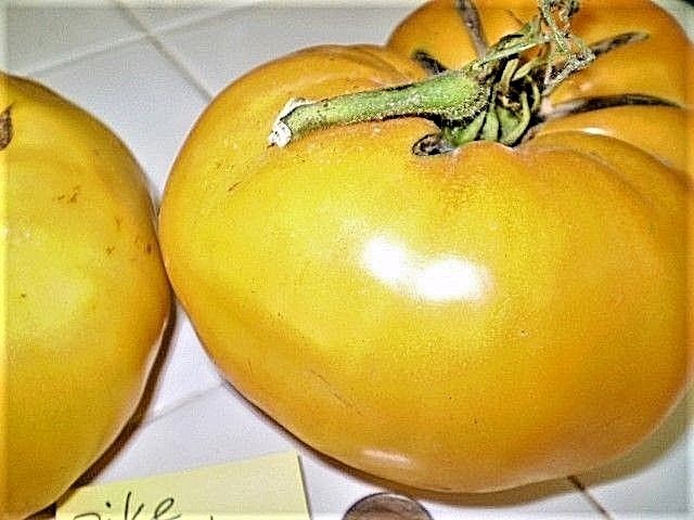 Pike County Yellow tomato BIG yellow heirloom non-gmo YUMM!