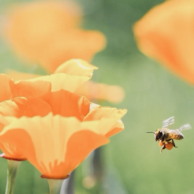 500 California Poppy Seeds (Eschscholzia californica) bees and butterflies