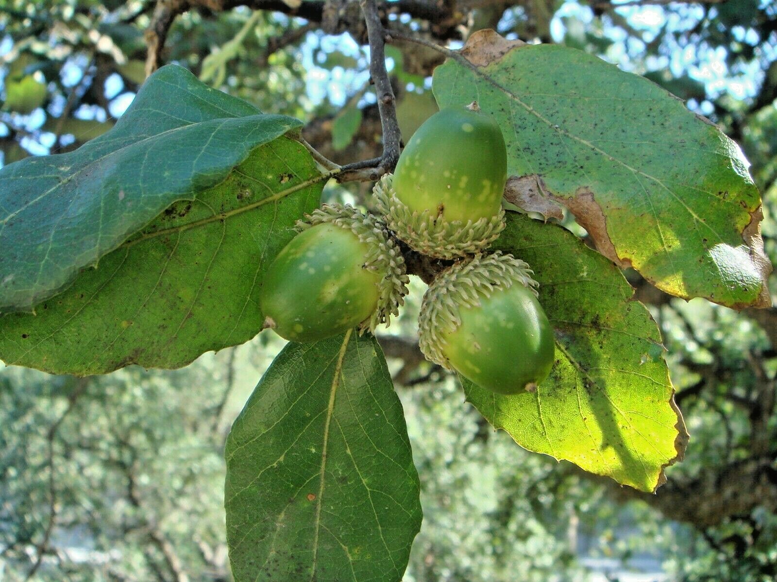 12 CORK OAK ACORNS – Quercus suber