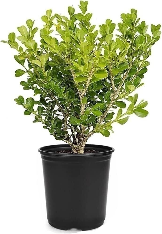 Boxwood Japanese | 4 Inch | Buxus microphylla | Formal Hedge | Evergreen Plant