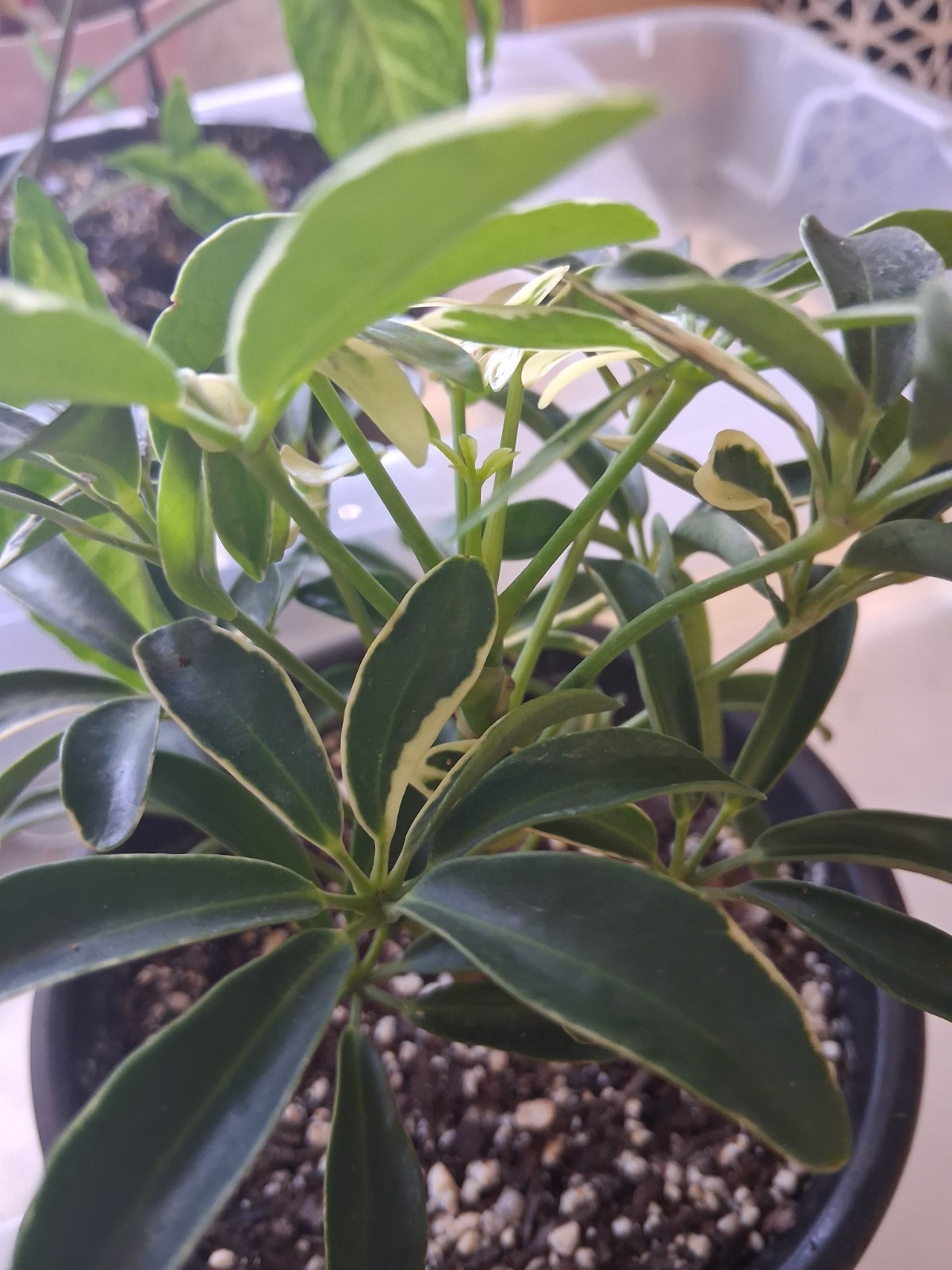 Schefflera Arboricola ‘Moondrop’ (Dwarf Umbrella Tree – Variegated)