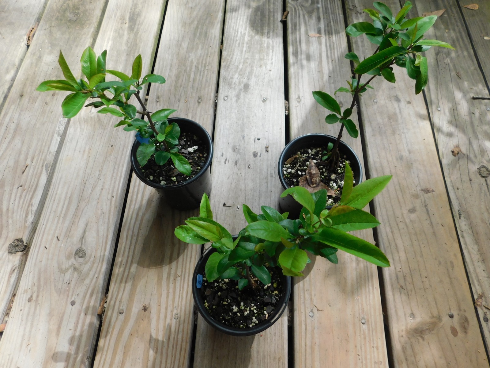 Red Flowering Quince Chaenomeles Speciosa Seedling 8+” Tall 5″ Pot Spitfire