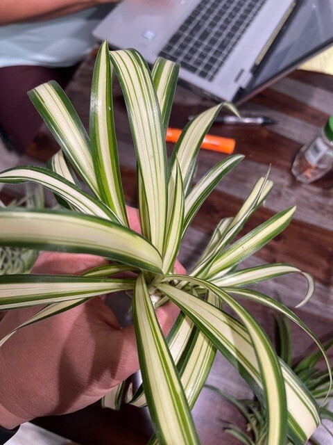 🔥Sale🔥 15 SPIDER PLANTS LIVE-All Solid Green Variety (15🌱’s)