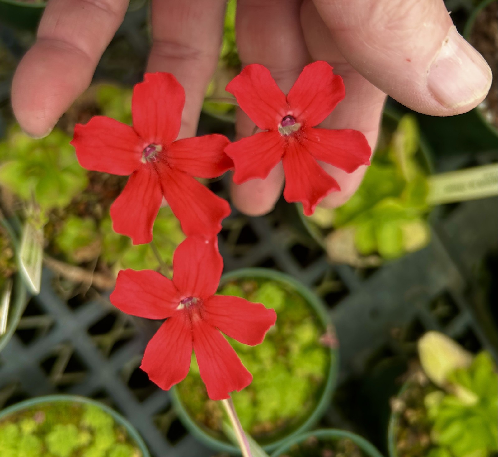 Pinguicula laueana ‘CC’ x ‘BR’ select form of controlled cross-excellent flowers