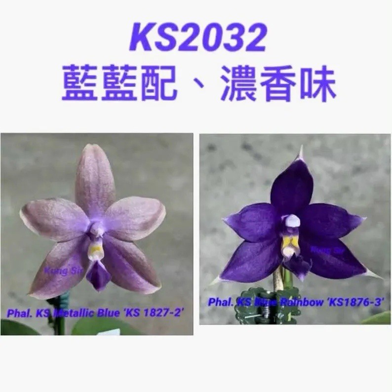 In spike! KS2032 Phal. KS Red-Blue Rainbow, very fragrant
