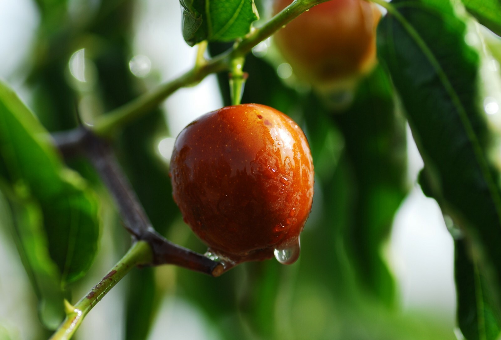 Ziziphus mauritiana Seeds – Indian Jujube Tree -RARE Tropical – zizyphus