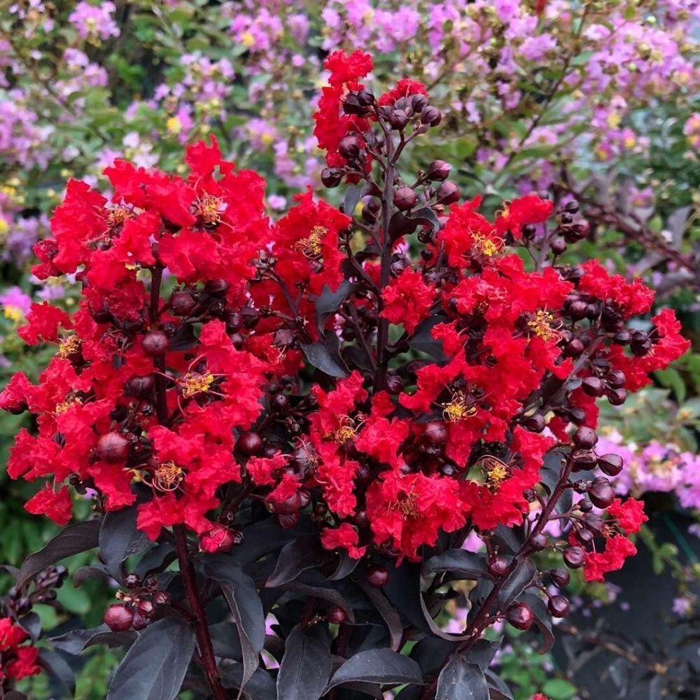 Lagerstroemias Center Indicas Crapemyrtles Stages Red Outdoors Live Plant 4″ Pot