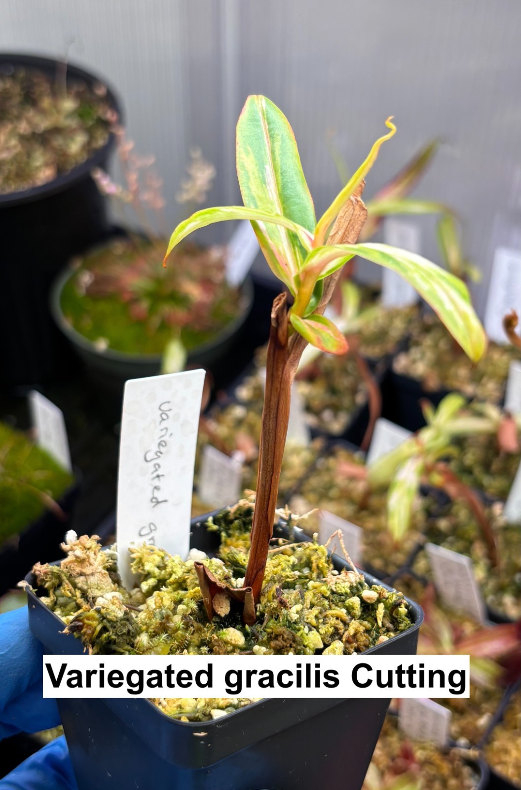 Nepenthes variegated gracilis, rooted cutting, small