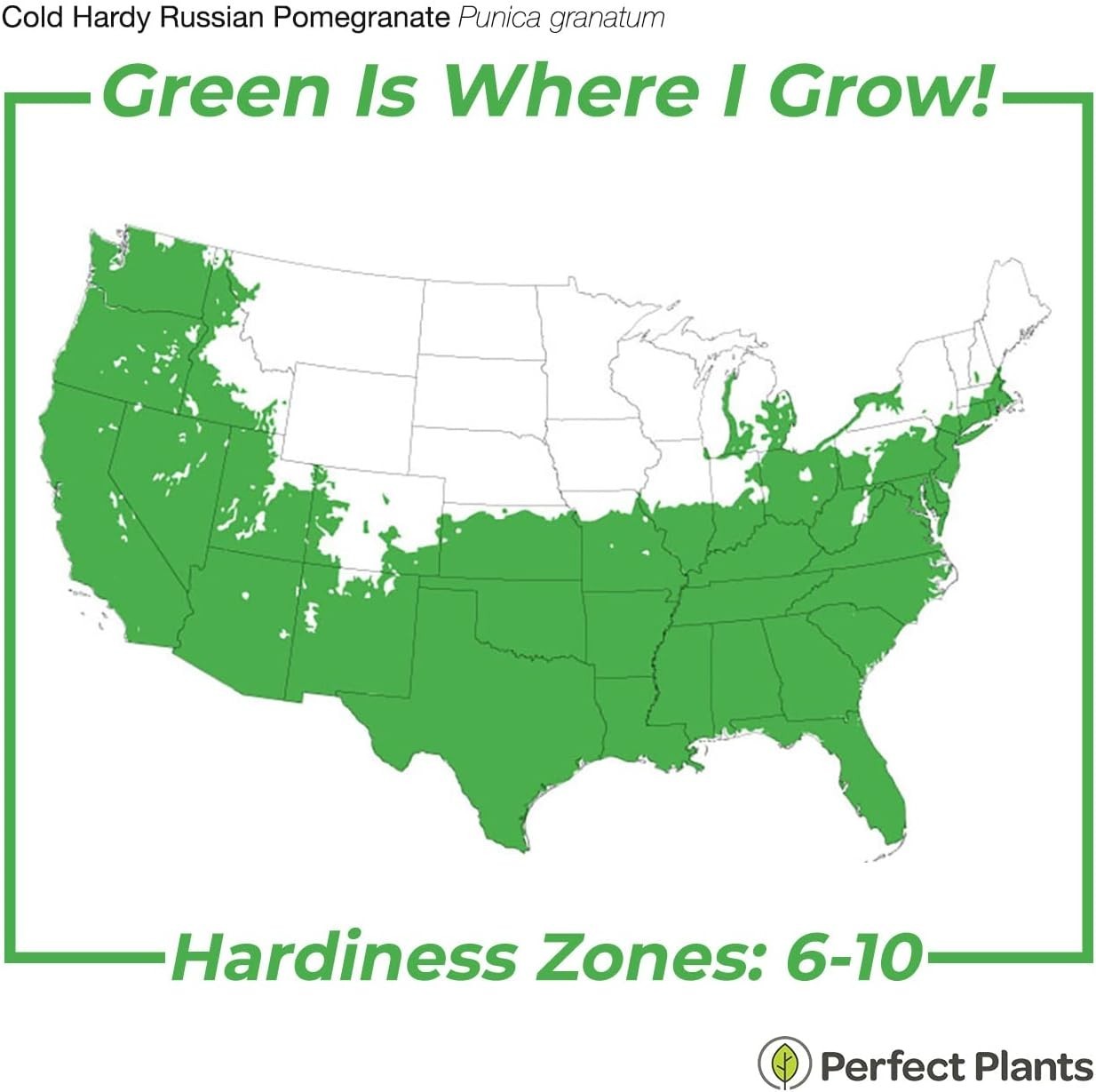 Exotic Russian Pomegranate Dwarf Tree: Cold Hardy with Air Purification Benefits